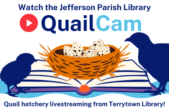 LIVE QuailCam at Terrytown Library